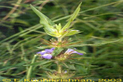 Hygrophila auriculata